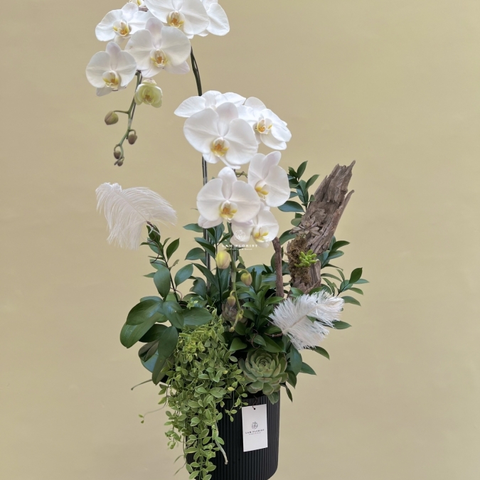 Chậu 2 cành Hồ Điệp trắng Thanh Khiết