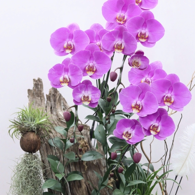 Chậu Lan Lụa Gỗ Nghệ Thuật – Vẻ Đẹp Vĩnh Cửu (Elegant Driftwood Orchid Arrangement)