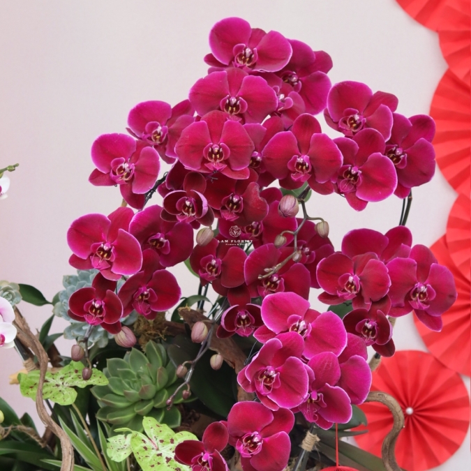 LAN HỒ ĐIỆP ĐỎ PHÚ QUÝ – KHAI XUÂN MAY MẮN, VƯỢNG KHÍ CẢ NĂM