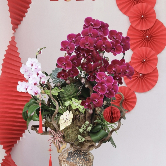 LAN HỒ ĐIỆP ĐỎ PHÚ QUÝ – KHAI XUÂN MAY MẮN, VƯỢNG KHÍ CẢ NĂM