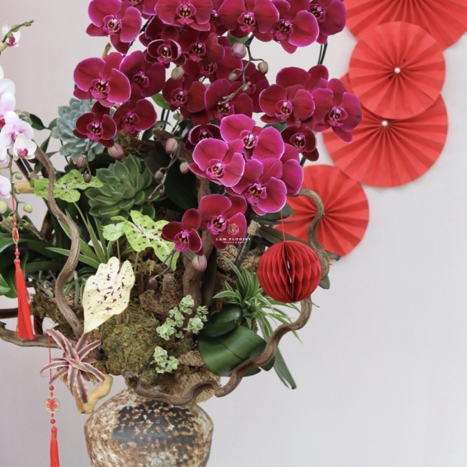 LAN HỒ ĐIỆP ĐỎ PHÚ QUÝ – KHAI XUÂN MAY MẮN, VƯỢNG KHÍ CẢ NĂM