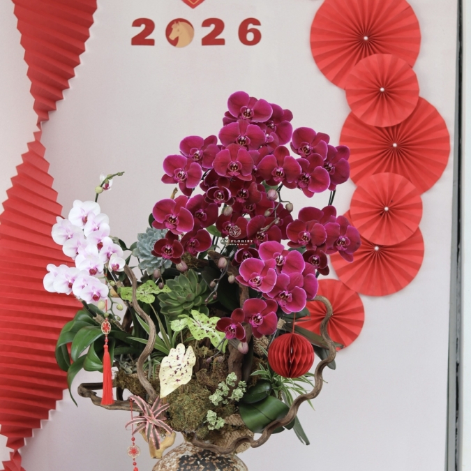 LAN HỒ ĐIỆP ĐỎ PHÚ QUÝ – KHAI XUÂN MAY MẮN, VƯỢNG KHÍ CẢ NĂM