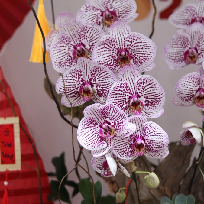 LAN HỒ ĐIỆP TÍM ĐỐM NGỌC – VẺ ĐẸP TINH TẾ, SANG TRỌNG CHO KHÔNG GIAN ĐẦU NĂM