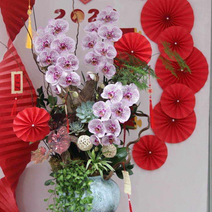 LAN HỒ ĐIỆP TÍM ĐỐM NGỌC – VẺ ĐẸP TINH TẾ, SANG TRỌNG CHO KHÔNG GIAN ĐẦU NĂM