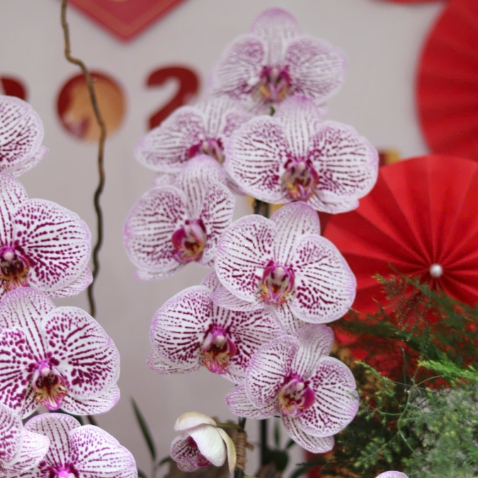 LAN HỒ ĐIỆP TÍM ĐỐM NGỌC – VẺ ĐẸP TINH TẾ, SANG TRỌNG CHO KHÔNG GIAN ĐẦU NĂM