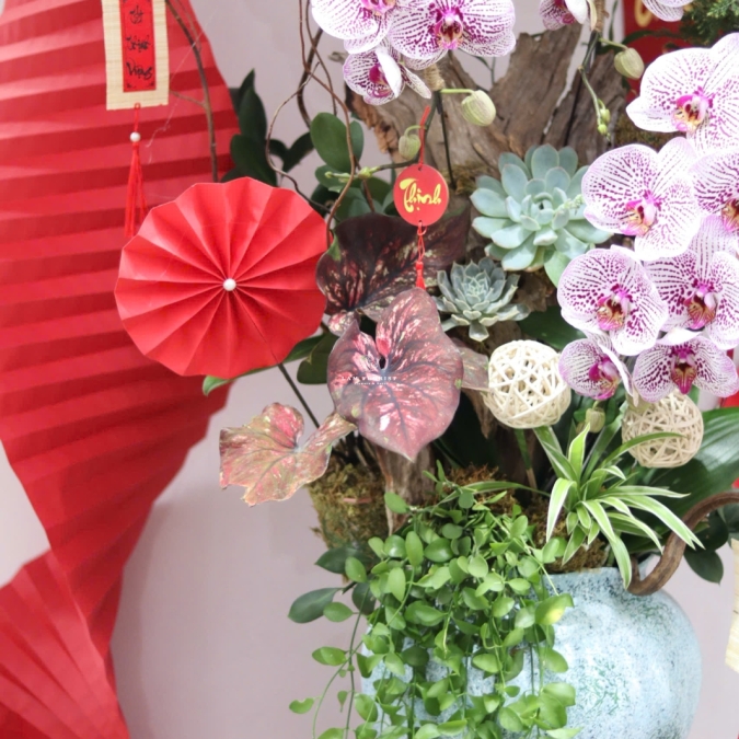 LAN HỒ ĐIỆP TÍM ĐỐM NGỌC – VẺ ĐẸP TINH TẾ, SANG TRỌNG CHO KHÔNG GIAN ĐẦU NĂM