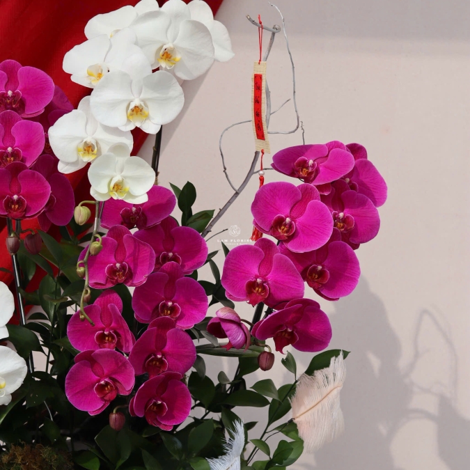 “Song Hỷ Phú Hoa – Sắc Xuân Giao Hoà”