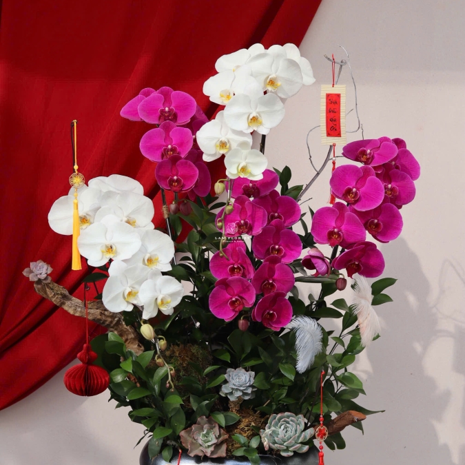 “Song Hỷ Phú Hoa – Sắc Xuân Giao Hoà”