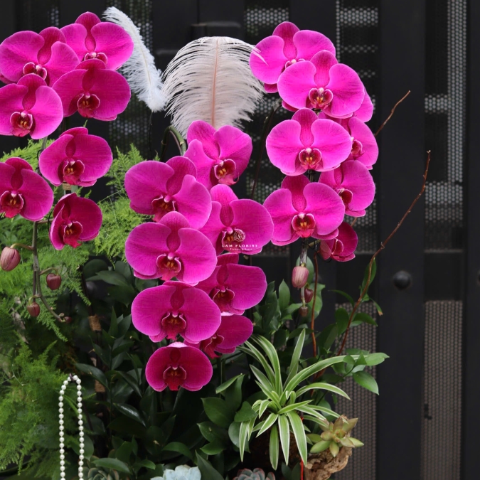 “Hồng Phúc An Khang – Sắc Hoa Thịnh Vượng”