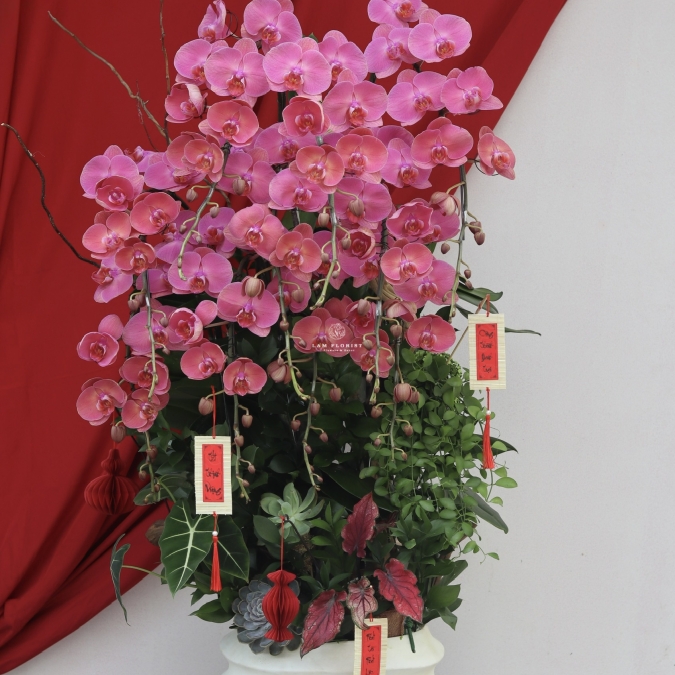 “Lan Hồ Điệp Tím – Phú Quý An Nhiên”