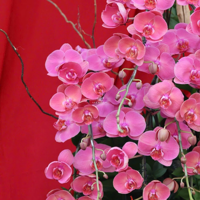 “Lan Hồ Điệp Tím – Phú Quý An Nhiên”