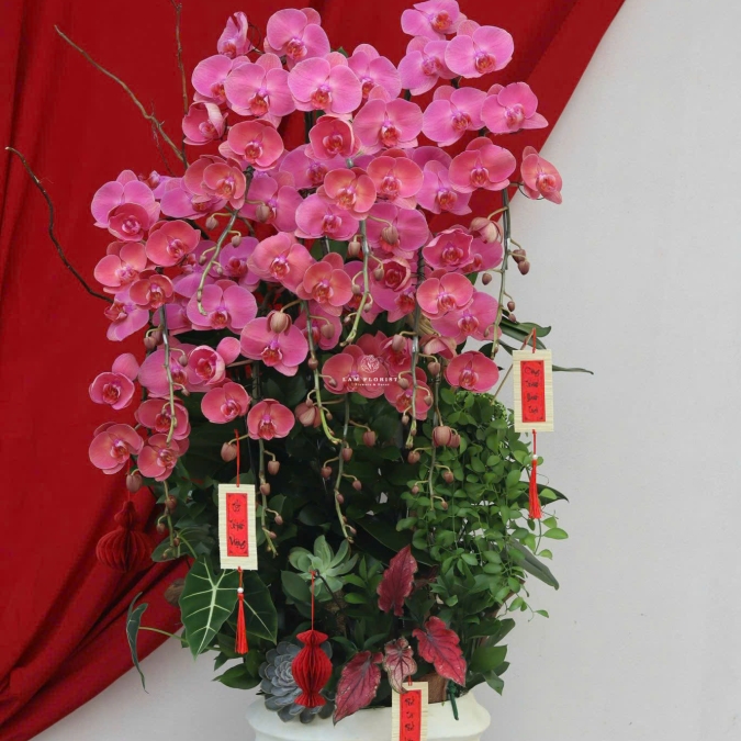 “Lan Hồ Điệp Tím – Phú Quý An Nhiên”