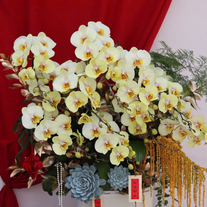 “Lan Hồ Điệp Vàng – Phú Quý Kim An”