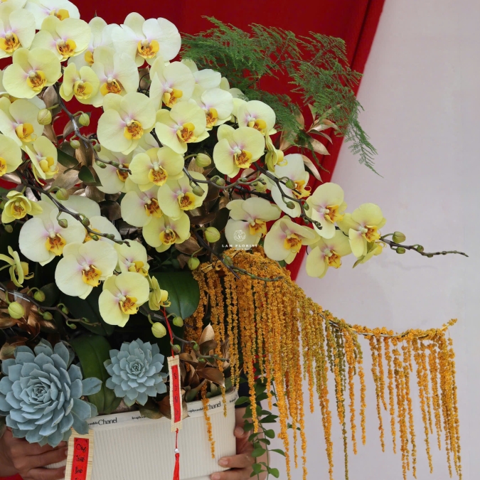 “Lan Hồ Điệp Vàng – Phú Quý Kim An”