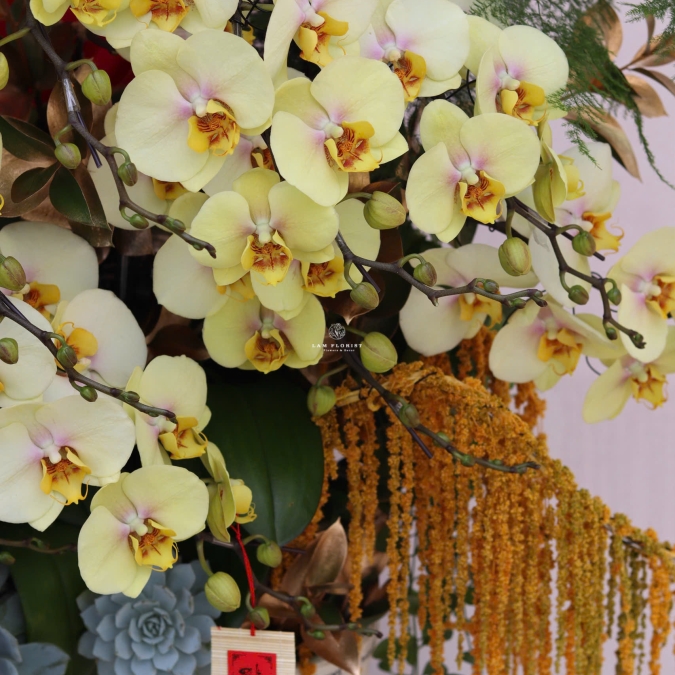 “Lan Hồ Điệp Vàng – Phú Quý Kim An”