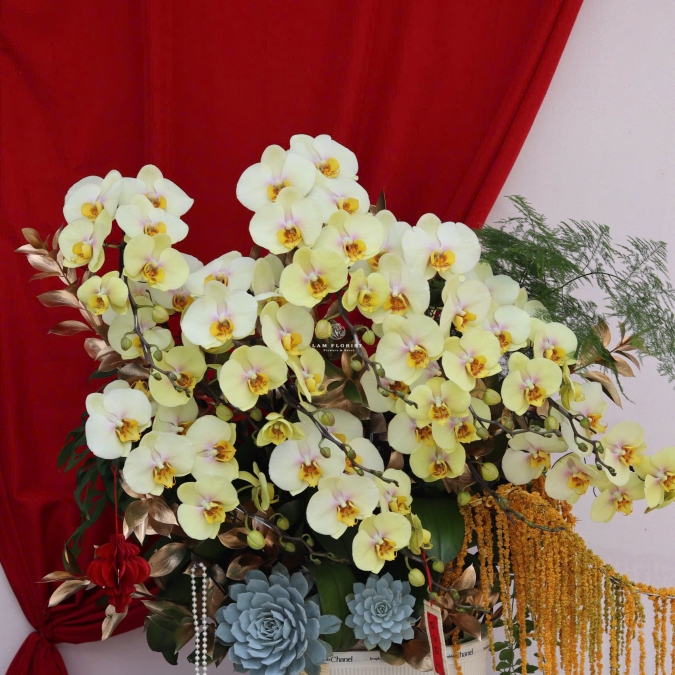 “Lan Hồ Điệp Vàng – Phú Quý Kim An”