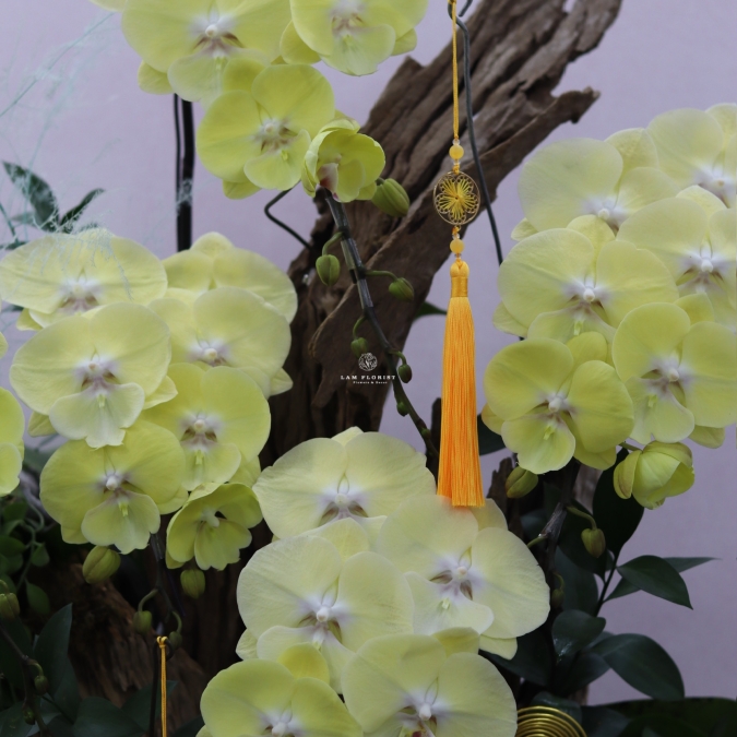 “Lan Hồ Điệp Vàng Gỗ Lũa – Vượng Khí Sinh Tài”