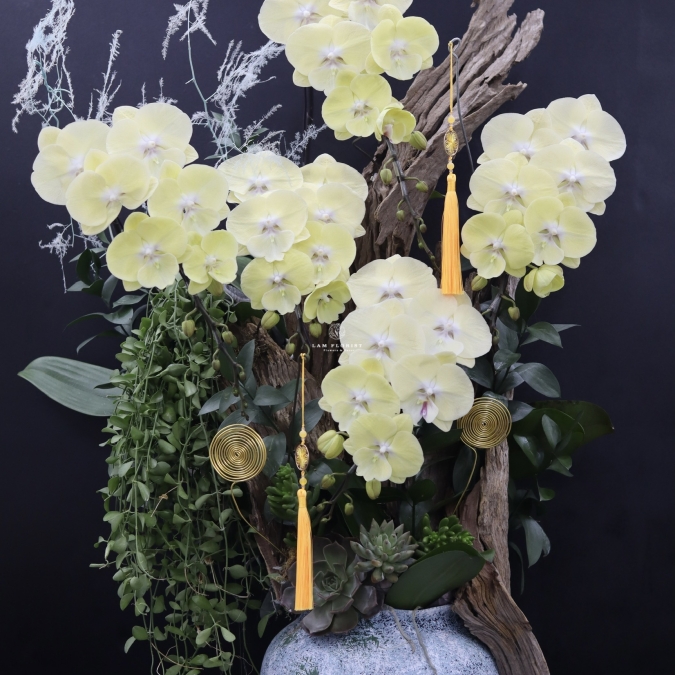 “Lan Hồ Điệp Vàng Gỗ Lũa – Vượng Khí Sinh Tài”