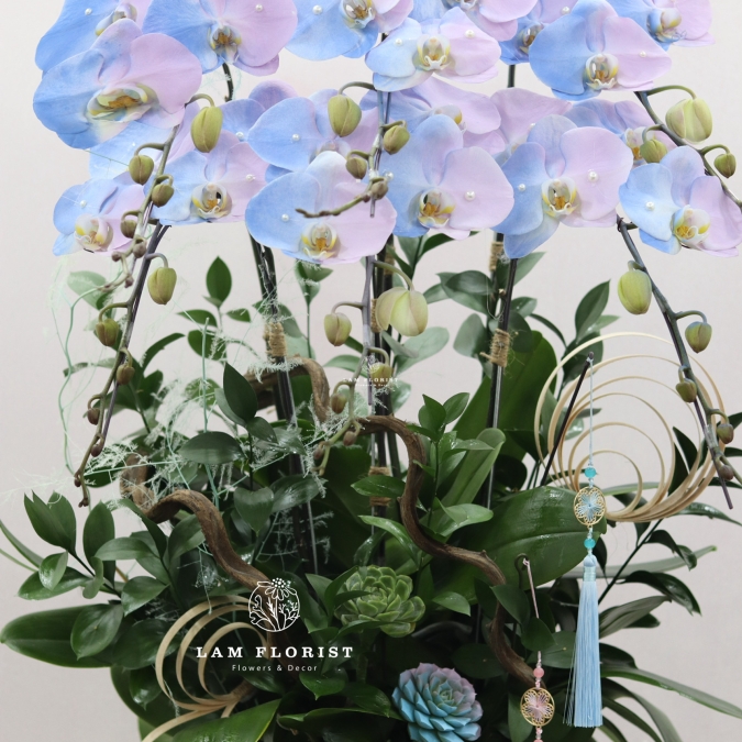 “Lan Hồ Điệp Sky Blue – Thanh Khiết Thịnh Vượng”