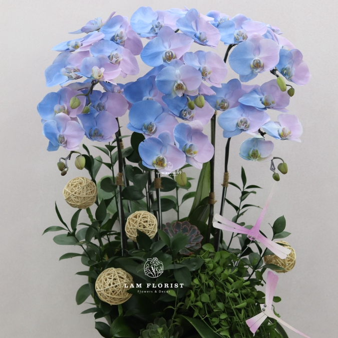 “Lan Hồ Điệp Pastel Nhập Khẩu – Dịu Êm Thanh Nhã”