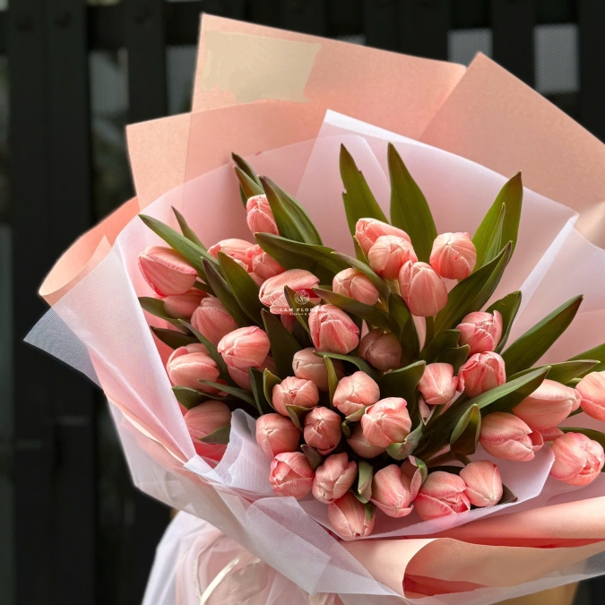 “Tulip Hồng Nhập Khẩu – Dịu Dàng Yêu Thương”