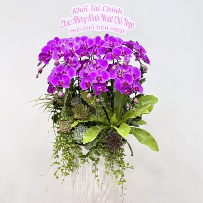 Châu Lan Hồ Điệp Tím 