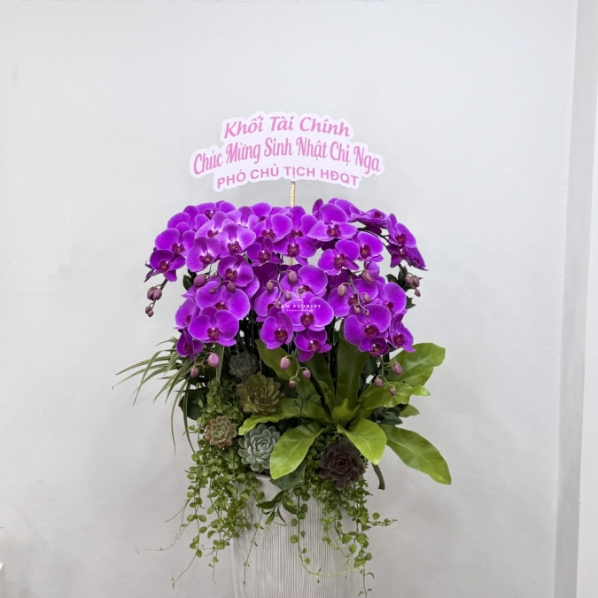 Châu Lan Hồ Điệp Tím 