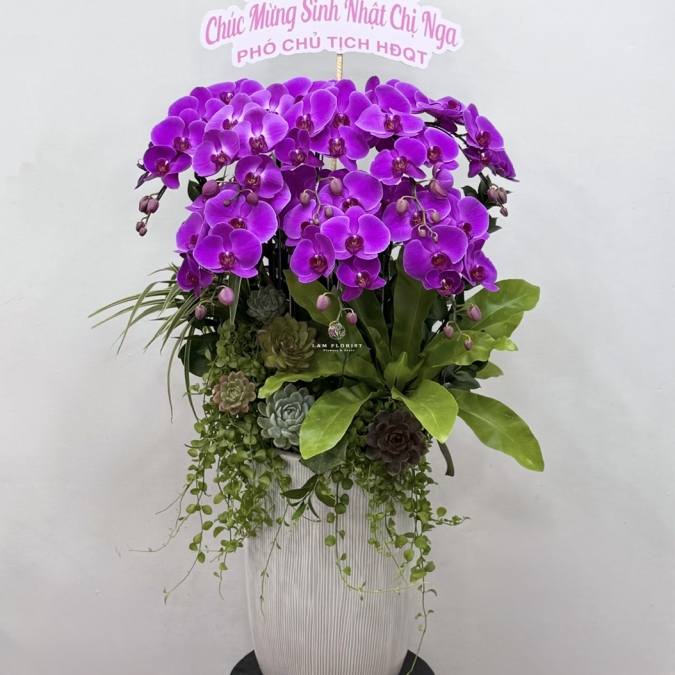 Châu Lan Hồ Điệp Tím 