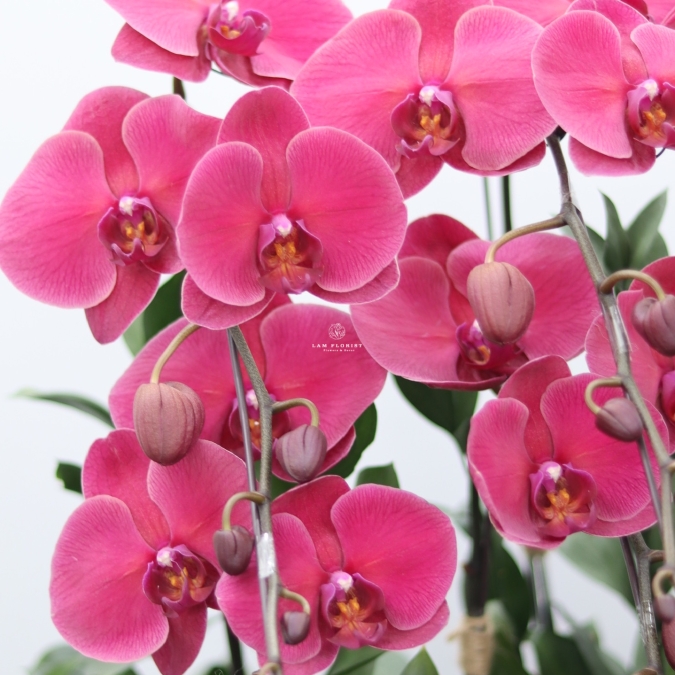 Lan Gỗ Lũa Chúc Mừng Đỏ Thẫm 